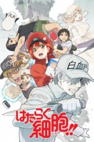 Hataraku Saibou Phần 2